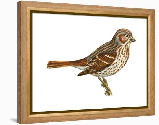 Fox Sparrow (Passerella Iliaca), Birds-Encyclopaedia Britannica-Framed Stretched Canvas