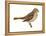 Fox Sparrow (Passerella Iliaca), Birds-Encyclopaedia Britannica-Framed Stretched Canvas