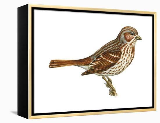 Fox Sparrow (Passerella Iliaca), Birds-Encyclopaedia Britannica-Framed Stretched Canvas