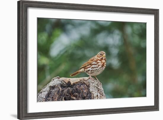 Fox Sparrow-Gary Carter-Framed Photographic Print