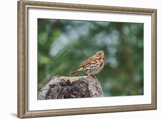 Fox Sparrow-Gary Carter-Framed Photographic Print