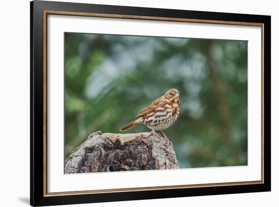 Fox Sparrow-Gary Carter-Framed Photographic Print