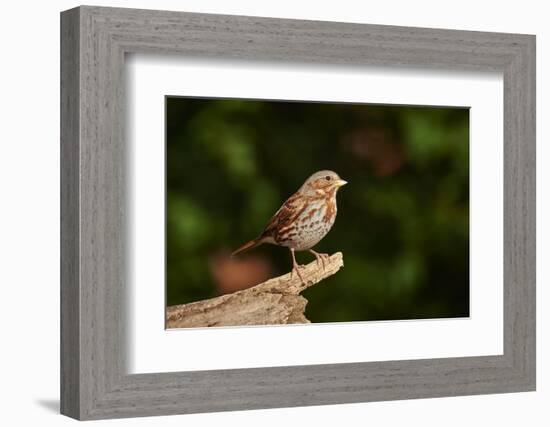 Fox Sparrow-Gary Carter-Framed Photographic Print