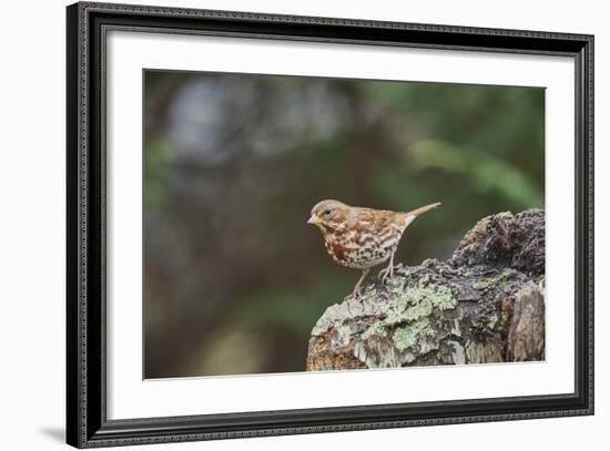 Fox Sparrow-Gary Carter-Framed Photographic Print