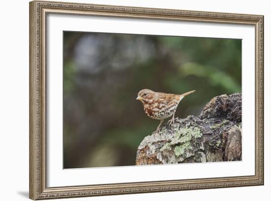 Fox Sparrow-Gary Carter-Framed Photographic Print