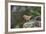 Fox Sparrow-Gary Carter-Framed Photographic Print