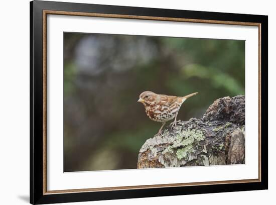 Fox Sparrow-Gary Carter-Framed Photographic Print