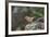 Fox Sparrow-Gary Carter-Framed Photographic Print