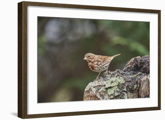 Fox Sparrow-Gary Carter-Framed Photographic Print