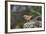 Fox Sparrow-Gary Carter-Framed Photographic Print