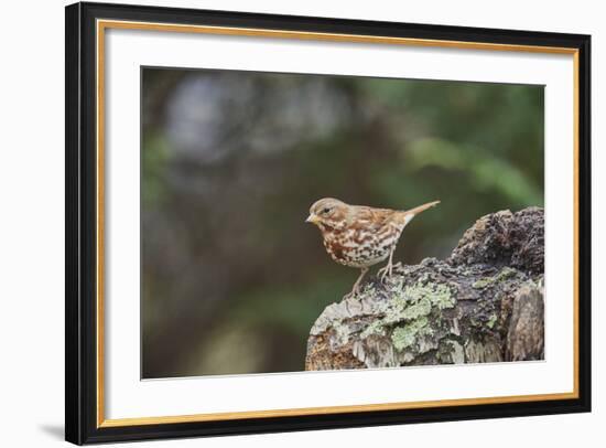 Fox Sparrow-Gary Carter-Framed Photographic Print