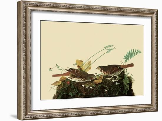 Fox Sparrows-John James Audubon-Framed Giclee Print