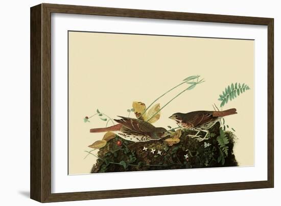 Fox Sparrows-John James Audubon-Framed Giclee Print