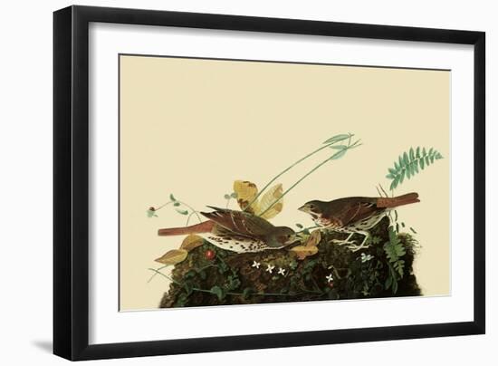 Fox Sparrows-John James Audubon-Framed Giclee Print