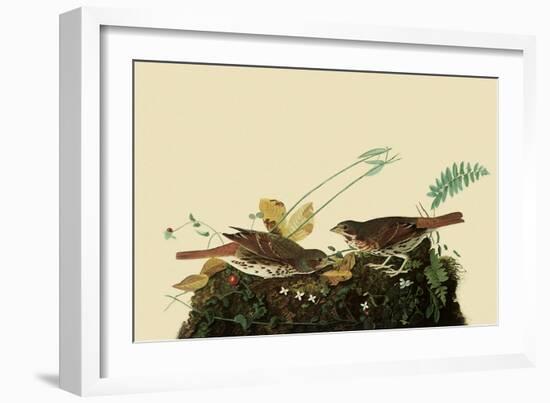 Fox Sparrows-John James Audubon-Framed Giclee Print