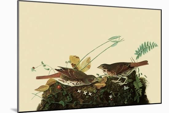 Fox Sparrows-John James Audubon-Mounted Giclee Print