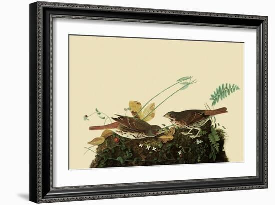 Fox Sparrows-John James Audubon-Framed Giclee Print