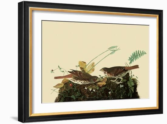 Fox Sparrows-John James Audubon-Framed Giclee Print