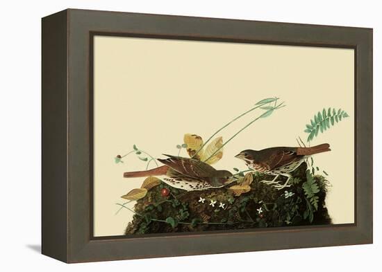 Fox Sparrows-John James Audubon-Framed Premier Image Canvas