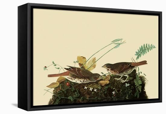 Fox Sparrows-John James Audubon-Framed Premier Image Canvas