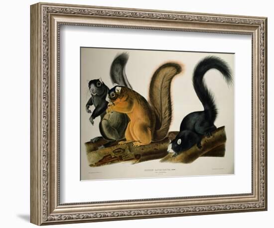 Fox Squirrel, from Quadrupeds of America, 1845-John James Audubon-Framed Giclee Print