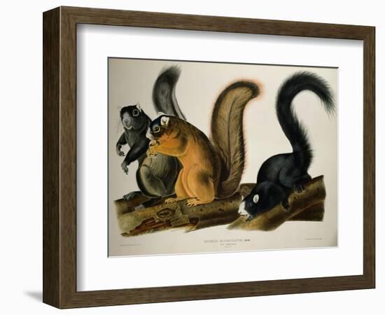 Fox Squirrel, from Quadrupeds of America, 1845-John James Audubon-Framed Giclee Print