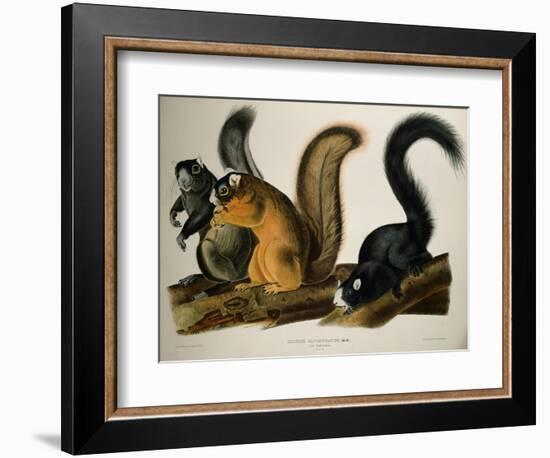 Fox Squirrel, from Quadrupeds of America, 1845-John James Audubon-Framed Giclee Print