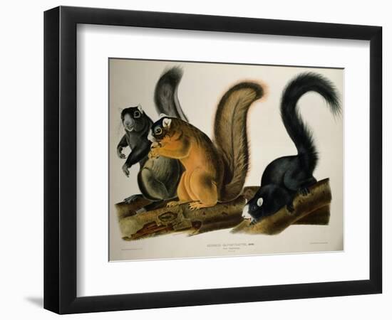 Fox Squirrel, from Quadrupeds of America, 1845-John James Audubon-Framed Giclee Print