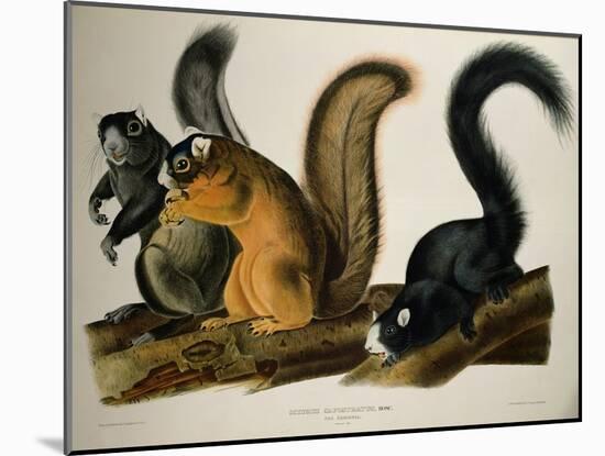 Fox Squirrel, from Quadrupeds of America, 1845-John James Audubon-Mounted Giclee Print