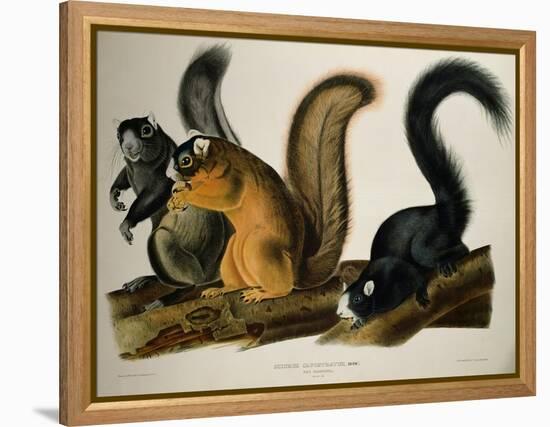 Fox Squirrel, from Quadrupeds of America, 1845-John James Audubon-Framed Premier Image Canvas