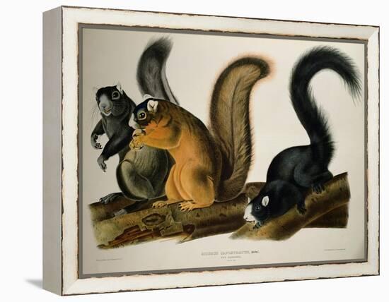 Fox Squirrel, from Quadrupeds of America, 1845-John James Audubon-Framed Premier Image Canvas