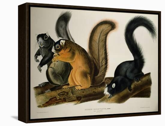 Fox Squirrel, from Quadrupeds of America, 1845-John James Audubon-Framed Premier Image Canvas