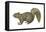Fox Squirrel (Sciurus Niger), Mammals-Encyclopaedia Britannica-Framed Stretched Canvas