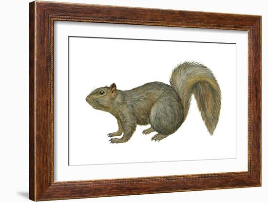 Fox Squirrel (Sciurus Niger), Mammals-Encyclopaedia Britannica-Framed Art Print