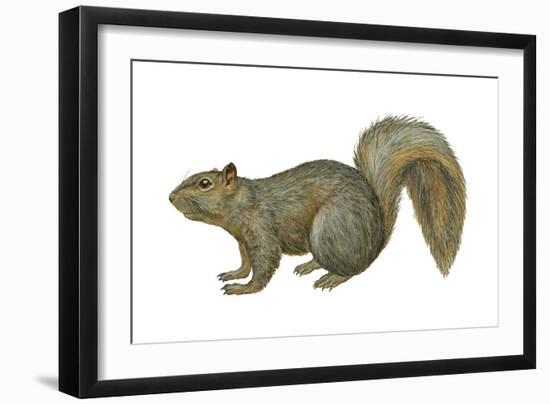 Fox Squirrel (Sciurus Niger), Mammals-Encyclopaedia Britannica-Framed Art Print