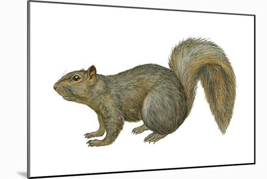 Fox Squirrel (Sciurus Niger), Mammals-Encyclopaedia Britannica-Mounted Art Print