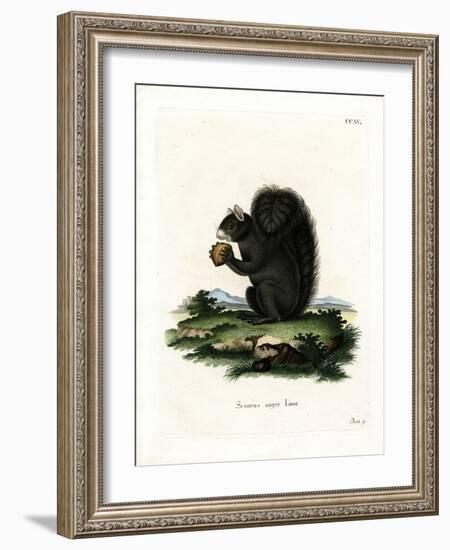 Fox Squirrel-null-Framed Giclee Print