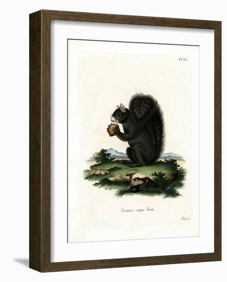 Fox Squirrel-null-Framed Giclee Print