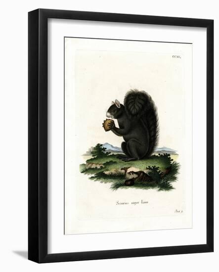 Fox Squirrel-null-Framed Giclee Print