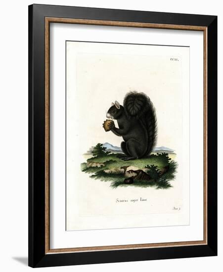 Fox Squirrel-null-Framed Giclee Print