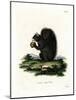 Fox Squirrel-null-Mounted Giclee Print