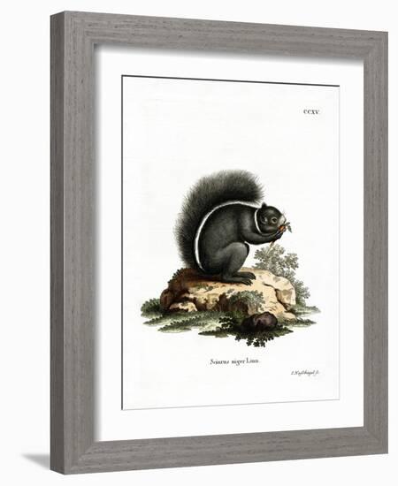 Fox Squirrel-null-Framed Giclee Print