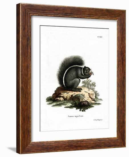 Fox Squirrel-null-Framed Giclee Print