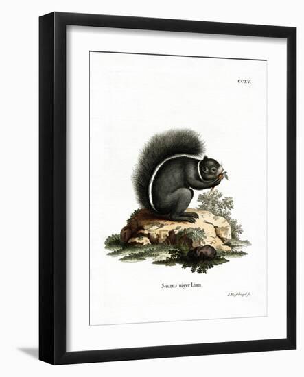 Fox Squirrel-null-Framed Giclee Print