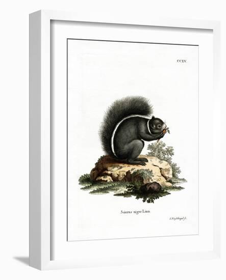 Fox Squirrel-null-Framed Giclee Print