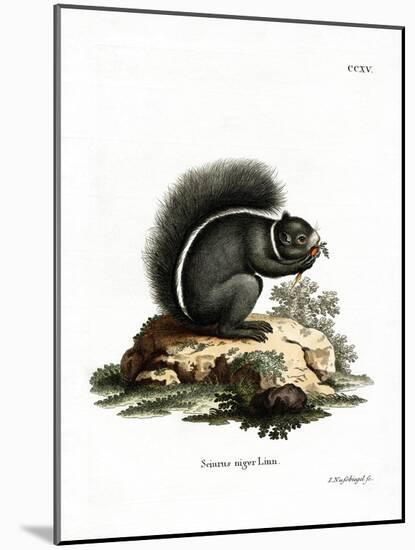 Fox Squirrel-null-Mounted Giclee Print