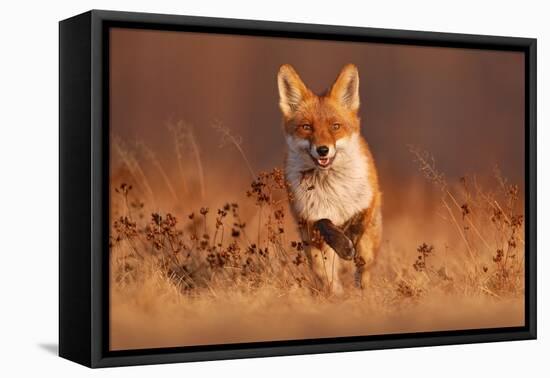 Fox Sunset, Orange Evening Light. Orange Fur Coat Animal in the Nature Habitat. Fox on the Green Fo-Ondrej Prosicky-Framed Premier Image Canvas