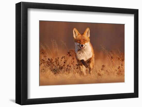 Fox Sunset, Orange Evening Light. Orange Fur Coat Animal in the Nature Habitat. Fox on the Green Fo-Ondrej Prosicky-Framed Photographic Print