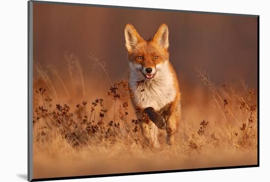 Fox Sunset, Orange Evening Light. Orange Fur Coat Animal in the Nature Habitat. Fox on the Green Fo-Ondrej Prosicky-Mounted Photographic Print