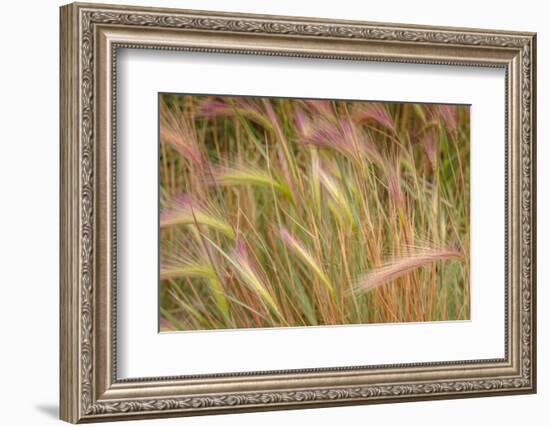 Fox-Tail Barley, Hordeum Jubatum, Roadside, Routt National Forest, Colorado, USA-Maresa Pryor-Framed Photographic Print